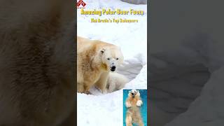 Amazing Facts About Polar Bears [upl. by Cirri]