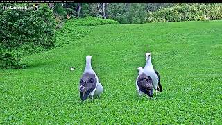 Morning Bout Of Courtship Dancing On Kauai Laysan Albatross Cam– April 12 2018 [upl. by Halladba249]