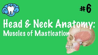 Head amp Neck Anatomy  Muscles of Mastication  INBDE [upl. by Poul]