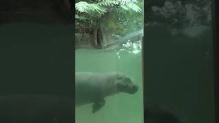 Pygmy HIPPO  ZWERGFLUSSPFERD zwergflusspferd Flusspferd zoo berlin shortvideo shorts short [upl. by Gilburt]