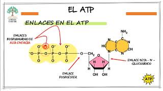 EL Adenosintrifosfato  EL ATP 💥💥💥 [upl. by Jaymie498]