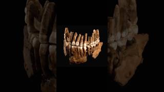 Neanderthal Bones Thorin Reveal Insights Into the Extinction of Ancient Species historicaltidbits [upl. by Odlanor91]