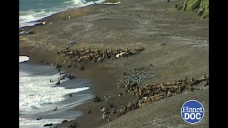 Refugio único para la fauna salvaje de Sudamérica así es la Península Valdés DOCUMENTAL COMPLETO [upl. by Angele972]