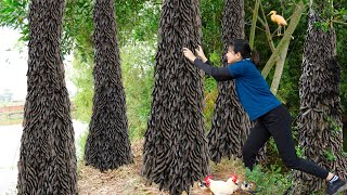 Harvesting Bo Ket Fruit Gleditsia Fruit Goes to the market sell amp Cooking  Luyến  Harvesting [upl. by Odnaloy]