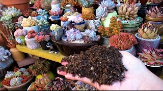 MASTER SUCCULENT SOIL MIX [upl. by Firmin]