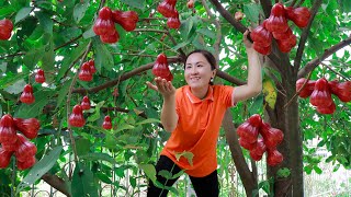 Harvesting Bell Fruits amp other fruits and goes to the market sell  Vietnamese Harvesting [upl. by Dorothy]