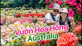 Đi Vườn Hoa Hồng của Tiểu Bang Úc Victoria State Rose Garden Werribee Park [upl. by Annod500]