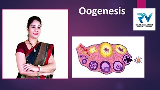 Oogenesis by Dr Rajitha Vanga [upl. by Sherm]