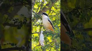 Longtailed shrike bird eating mouse P 3 shorts [upl. by Nicky]