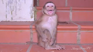 New Abandoned Monkey Found in Sovanna check out He playful with adorable monkeys in there [upl. by Egwin]