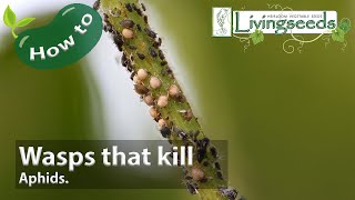 Aphid Killing Wasps [upl. by Bamberger103]