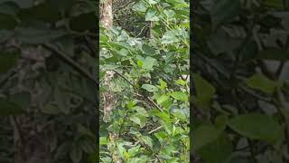 white cheeked barbet kutturuvan eating mulberries [upl. by Berner]