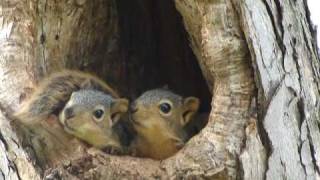 Baby squirrels in nest [upl. by Elletsirk]