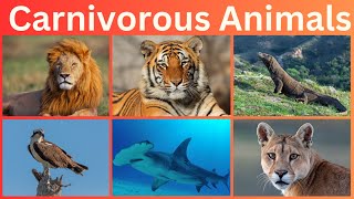 Carnivorous Animals  Predators of the Wild  Meat Eating Animal Names [upl. by Mail769]