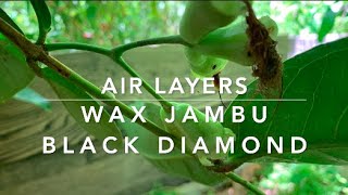 OUR BLACK DIAMOND WAX JAMBU AIR LAYERS [upl. by Braswell]