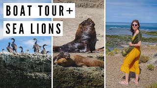 Spotting SEA LIONS in Peninsula Valdes on a Boat Tour  Chubut Argentina [upl. by Nnylesor]