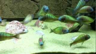 Tropheus moorii Kabayeye quotyellow rainbowquot  PISCES [upl. by Idnarb]