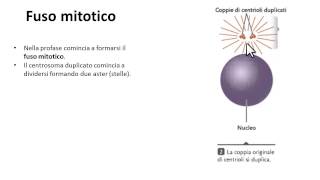 1 Mitosi cellulare spiegazione  Fasi della mitosi Profase [upl. by Noitna394]