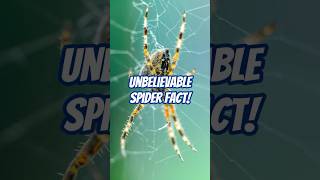 Unbelievable Spider Fact Half Remain Undiscovered [upl. by Yenattirb]