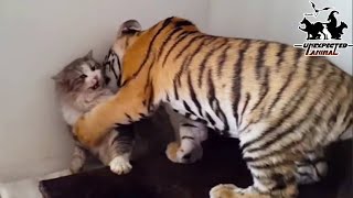 Mother Cat Adopted A Tiger CubYears Later This Happened… [upl. by Brasca428]