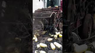 pumpkin seeds harvesting process goodtools smartwork [upl. by Anibas]