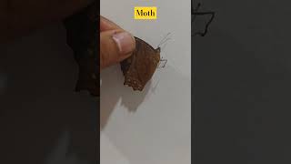 Moth during night time shorts trending entomology insects viralvideo viralshorts latest [upl. by Samal543]