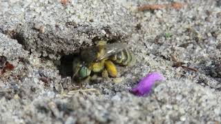 Anthophora bimaculata and sharp tailed bee Coelioxys rufescens [upl. by Dirgis]