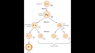 Process of Oogenesis in females Oogonium primary oocyte secondary oocyte and polar Bodies [upl. by Llesig]