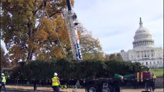 Live stream  Capitol Christmas tree arrives in DC [upl. by Aima692]