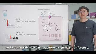 Suppression by regulatory T cells and Foxp3mediated blockage of ryanodine receptor 2 [upl. by Hoffarth367]