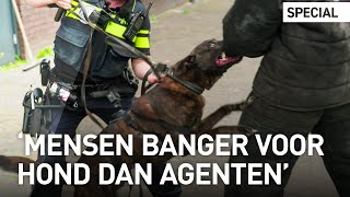 Speuren dreigen en bijten zo werken de politiehonden [upl. by Eatnuahs]