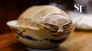 Giant isopod noodles tempt brave Taipei diners [upl. by Asirehc]