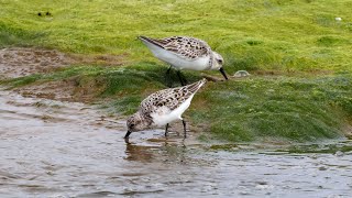 Sanderling [upl. by Asilam]