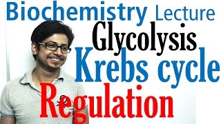 Regulation of glycolysis and krebs cycle [upl. by Alahsal]