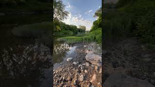 Cazenovia Creek West Seneca NY nature naturelovers naturephotography natureshorts sunshine [upl. by Heinrick]