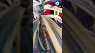 5 best air purifying plants music hindisong shortsvideo shortsviral [upl. by Bernetta616]