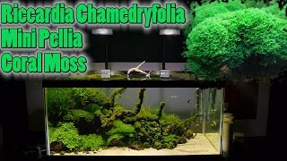 How To Grow Aquarium Moss amp Liverwort Riccardia Mini Pellia part 1 [upl. by Rebe]