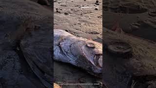 Another rare ‘doomsday fish’ discovered off Southern California coast [upl. by Ennayt827]