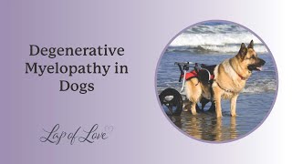 Degenerative Myelopathy in Dogs [upl. by Aliled4]