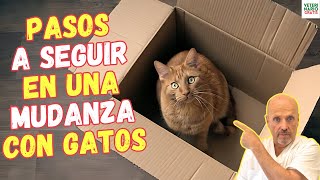 🚚 PASOS A SEGUIR EN UNA MUDANZA CON GATOS 🚚 [upl. by Mast]