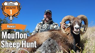 SUCCESS  Mouflon Hunt  Hawaii 2022  rr1hunt [upl. by Ziza]