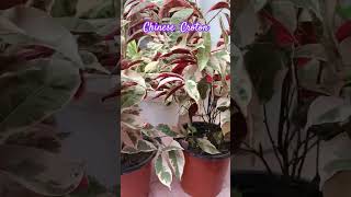 🪴😧Chinese Croton youtubeshorts shortsfeed ytshorts croton plants garden houseplant [upl. by Keraj]