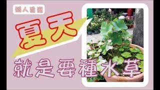 夏天就是要種水草特輯 Summer aquatic plant [upl. by Fairleigh]