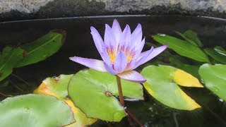 Planting Water Lilies using No Soil in Pond Planting Baskets [upl. by Lenno]