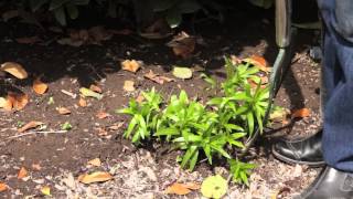 How to Relocate Lily Bulbs  Grow Guru [upl. by Nahtnanhoj377]