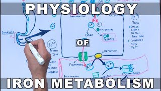 Iron Metabolism [upl. by Link]