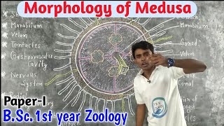 Morphology of Medusa  Obelia  BSc1st year Zoology  PaperI  by Prahalad Sir [upl. by Lerud]