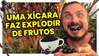 Uma xÃ­cara desse adubo faz seu pÃ© de jabuticaba florir e explodir de frutos [upl. by Donela]