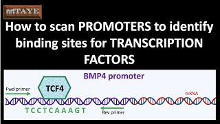 How to scan PROMOTERS to identify binding sites for TRANSCRIPTION FACTORS [upl. by Dorison]