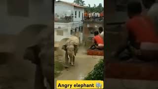 Angry elephant 🐘elephant elephantattack2024funnyanimal funnyହାତୀ danceytshorts dangerousarmy [upl. by Aniv]